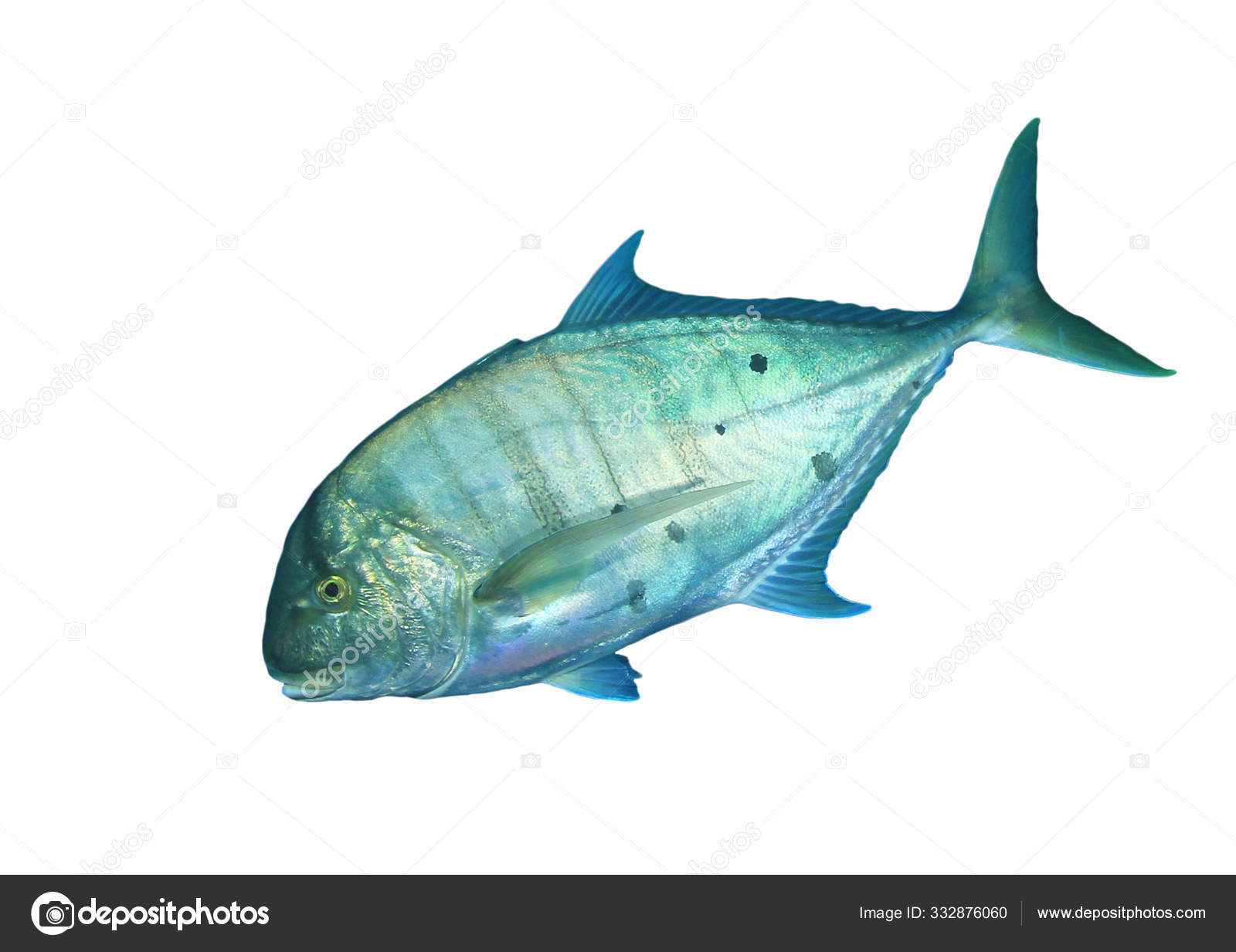 Small Tuna Fish Isolated White Background Stock Photo by ©richcarey