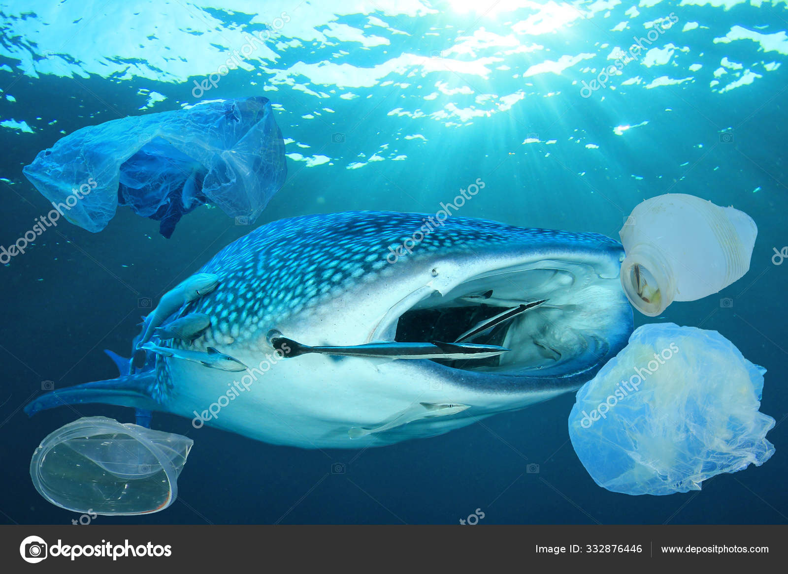 Whale Shark Eating Fish From Net