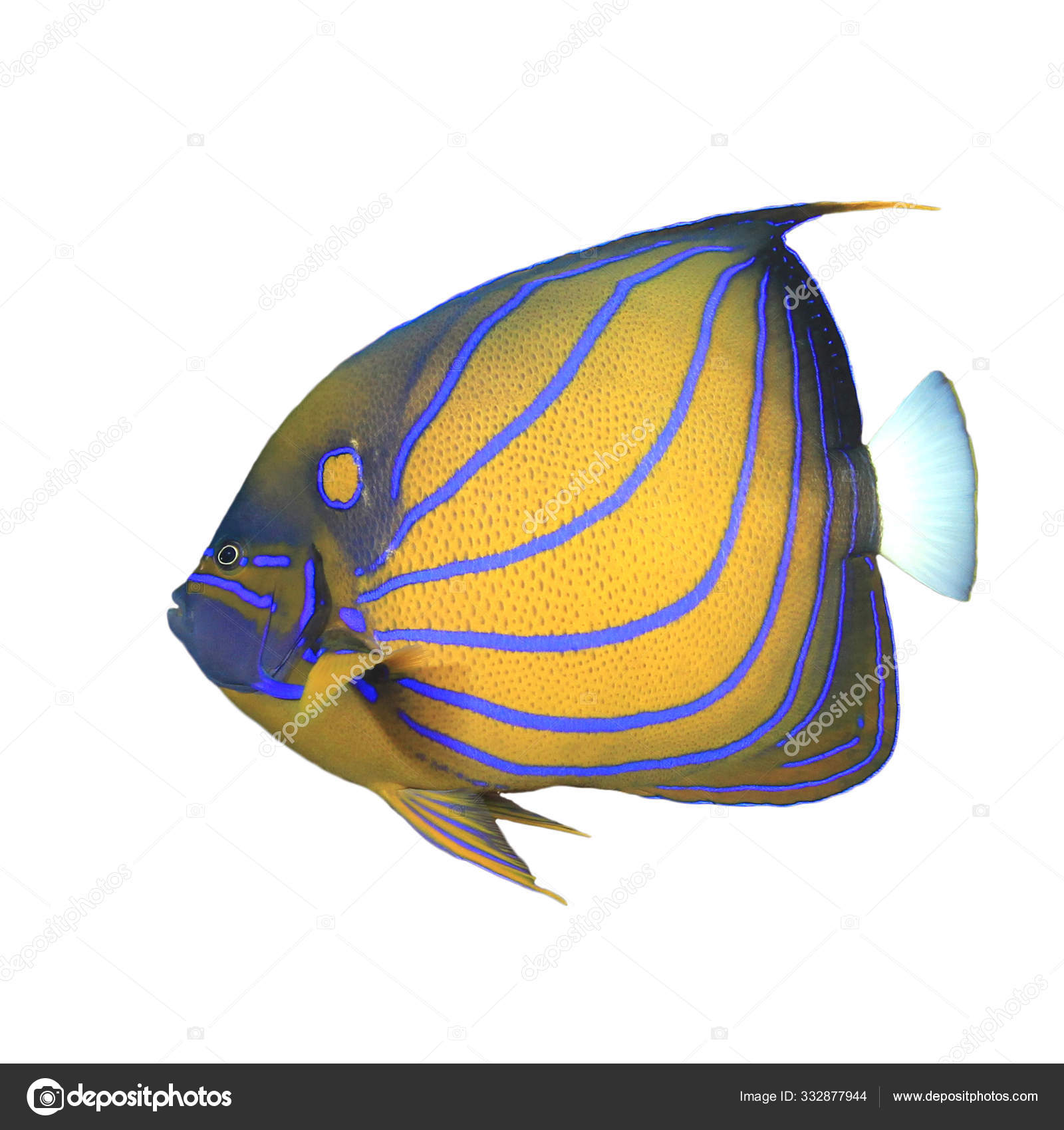 New England Aquarium - New faces: This blue ring angelfish is one of the  new additions to our colorful Pacific Reef exhibit. And if you think this  one is colorful... http://goo.gl/KBt4dm |