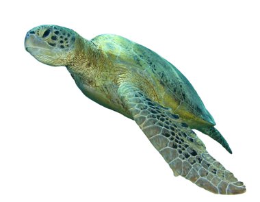 Beyaz arkaplanda izole edilmiş tek kaplumbağa portresi