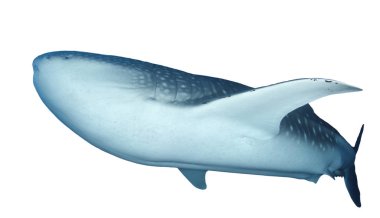Beyaz arkaplanda köpekbalığı izole edildi