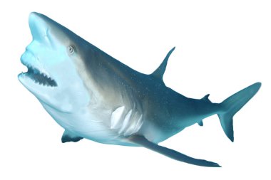 Beyaz arkaplanda köpekbalığı izole edildi