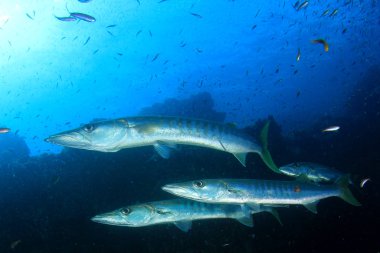 Derin mavi sularda balık sürüsü. Su altı yaşamı.
