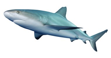 Beyaz arkaplanda köpekbalığı izole edildi