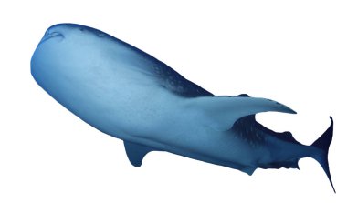 Beyaz arkaplanda köpekbalığı izole edildi