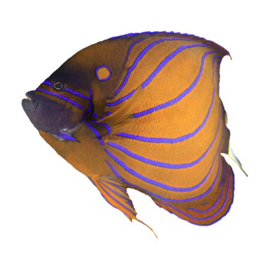  Mavi Halkalı Melek Balığı beyaz arkaplanda izole edildi