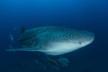 Derin mavi sularda balık sürüsü arasında yüzen tehlikeli köpekbalığı.