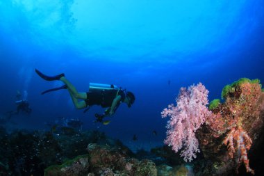 Mercan resifinde suyun altında yüzen dalgıç.