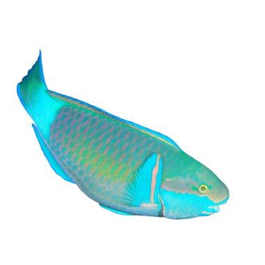 Pretty blue and green parrotfish isolated on white background