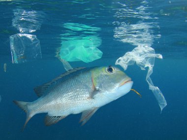 Fish swimming near plastic trash in sea water. Pollution concept.