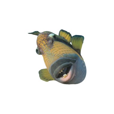 Triggerfish closeup portrait isolated on white background