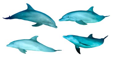 Beyaz arka planda izole edilmiş bir grup yunus