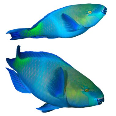 Rusty Parrotfish isolated on white background