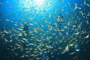 Etrafta balıklar olan dalgıçların siluetleri. Su altı yaşamı.