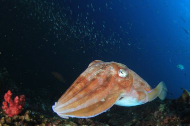 Balık ve yapışkan mercan resifi. Su altı yaşamı.