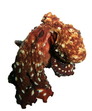 Ahtapot beyaz arkaplanda izole edildi