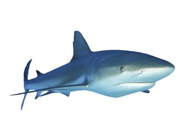Beyaz arkaplanda köpekbalığı izole edildi