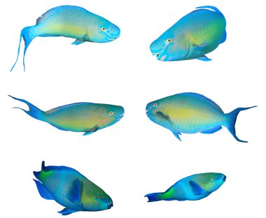 Parrotfish collection isolated on white background