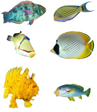 Beyaz zemin üzerinde izole edilmiş tropikal balık grubu