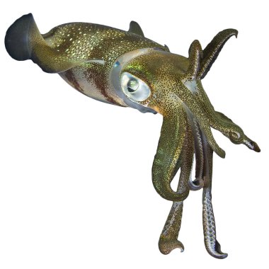 Beyaz arka plan üzerinde izole mürekkep balığı