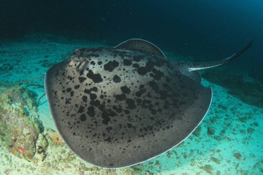 Vatoz vatoz ve sualtı yaşamına yakından bak..
