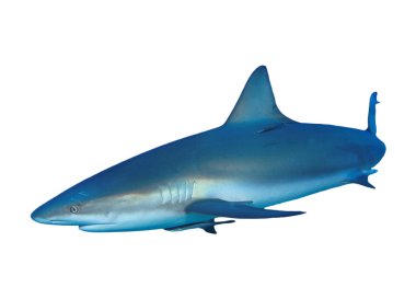 Beyaz arkaplanda köpekbalığı izole edildi