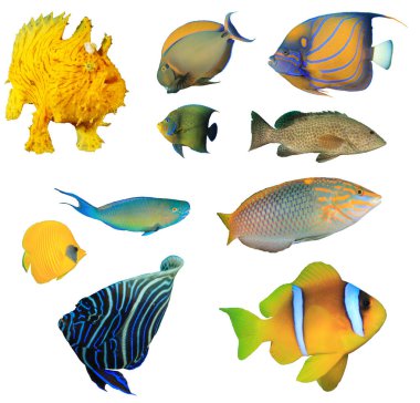 Beyaz zemin üzerinde izole edilmiş tropikal balık grubu