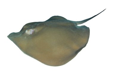 Stingray beyaz arkaplanda izole edildi