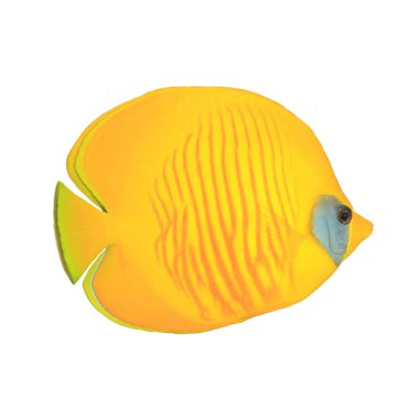 Kelebek balığı beyaz arka planda izole edilmiş