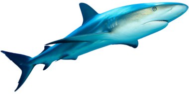 Beyaz arkaplanda köpekbalığı izole edildi