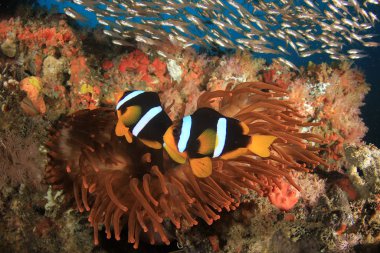 Balık ve yapışkan mercan resifi. Su altı yaşamı.