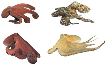 Beyaz arkaplanda izole ahtapot kümesi, yumuşakçalar.