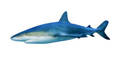 Beyaz arkaplanda köpekbalığı izole edildi