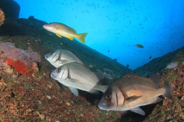 Renkli resifin dibinde yüzen balıklar..