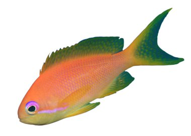 Beyaz arka planda izole edilmiş kırmızı tropikal balık