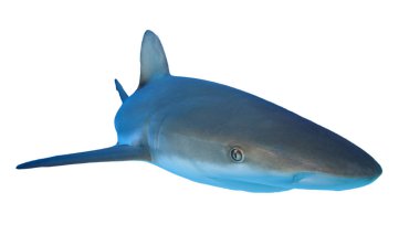 Beyaz arkaplanda köpekbalığı izole edildi