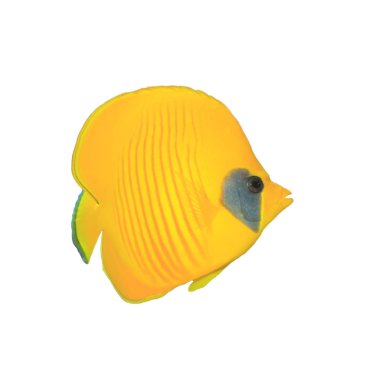 Kelebek balığı beyaz arka planda izole edilmiş