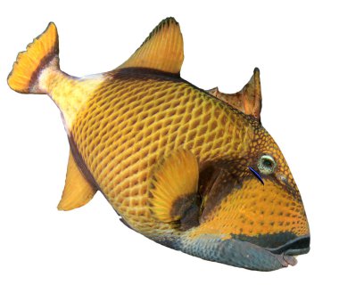 Yellow Triggerfish isolated on white background