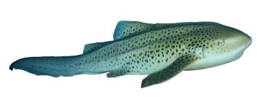 Beyaz arkaplanda köpekbalığı izole edildi