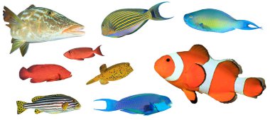 Beyaz zemin üzerinde izole edilmiş tropikal balık grubu