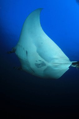Manta vatozu derin mavi suda