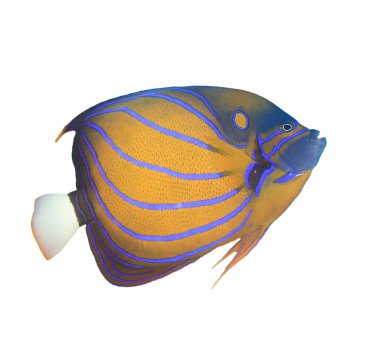 Portrait of Blue Ring Angelfish isolated on white background