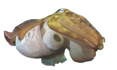 Beyaz arka plan üzerinde izole mürekkep balığı