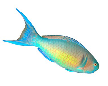 Beyaz arkaplanda izole edilmiş renkli papağan balığı