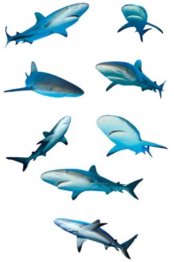 Beyaz arkaplanda izole köpek balığı grubu