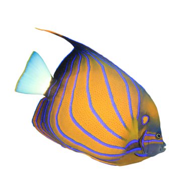  Blue Ring Angelfish on white background. Orange fish with blue stripes.