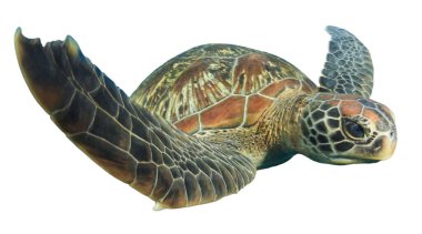 Beyaz arkaplanda izole edilmiş tek kaplumbağa portresi