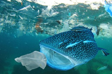 Balina köpekbalığı deniz suyunda plastik çöp yiyor. Küresel kirlilik felaket kavramı.