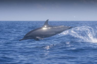 Suyun içinden fırlayan dönen yunus