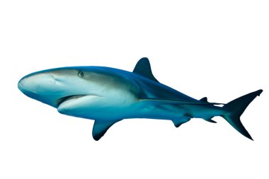 Beyaz arkaplanda köpekbalığı izole edildi